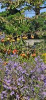 Blumen &ndash; &copy; Walter Neuwirth (Eberhardt TRAVEL)