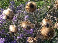 Blumen &ndash; &copy; Walter Neuwirth (Eberhardt TRAVEL)