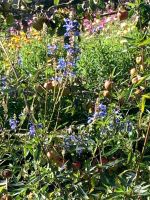 Blumen &ndash; &copy; Walter Neuwirth (Eberhardt TRAVEL)