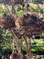 Blumen &ndash; &copy; Walter Neuwirth (Eberhardt TRAVEL)