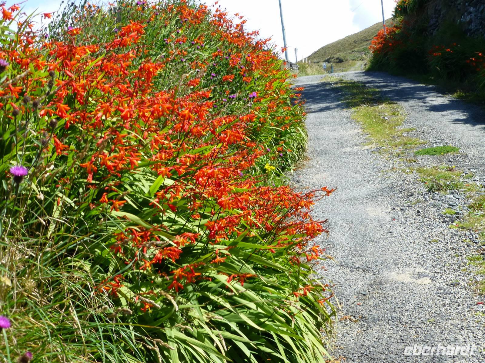 Dursey - Allihies - Montbretienhecke &ndash; &copy; Ralf Kuchenbecker (Eberhardt TRAVEL)