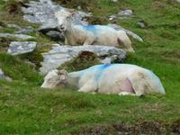 Dingle &ndash; &copy; Ralf Kuchenbecker (Eberhardt TRAVEL)