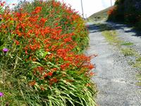 Dursey - Allihies - Montbretienhecke &ndash; &copy; Ralf Kuchenbecker (Eberhardt TRAVEL)