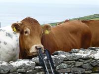 Dingle - Slea Head &ndash; &copy; Ralf Kuchenbecker (Eberhardt TRAVEL)