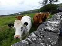 Dingle - Slea Head &ndash; &copy; Ralf Kuchenbecker (Eberhardt TRAVEL)
