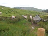 auf der Old Kenmare Road &ndash; &copy; Horst Hallfarth (Eberhardt TRAVEL)