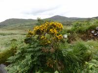 auf der Old Kenmare Road &ndash; &copy; Horst Hallfarth (Eberhardt TRAVEL)