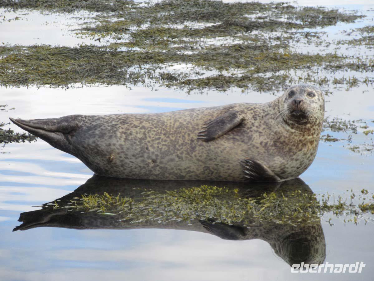 Vor Garinish Island &ndash; &copy; Peter Rudolph (Eberhardt TRAVEL)