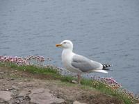 An Slea Head &ndash; &copy; Peter Rudolph (Eberhardt TRAVEL)