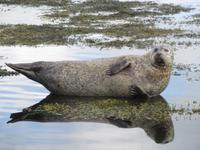 Vor Garinish Island &ndash; &copy; Peter Rudolph (Eberhardt TRAVEL)