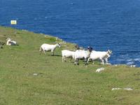 Sheeps Head &ndash; &copy; Ralf Kuchenbecker (Eberhardt TRAVEL)