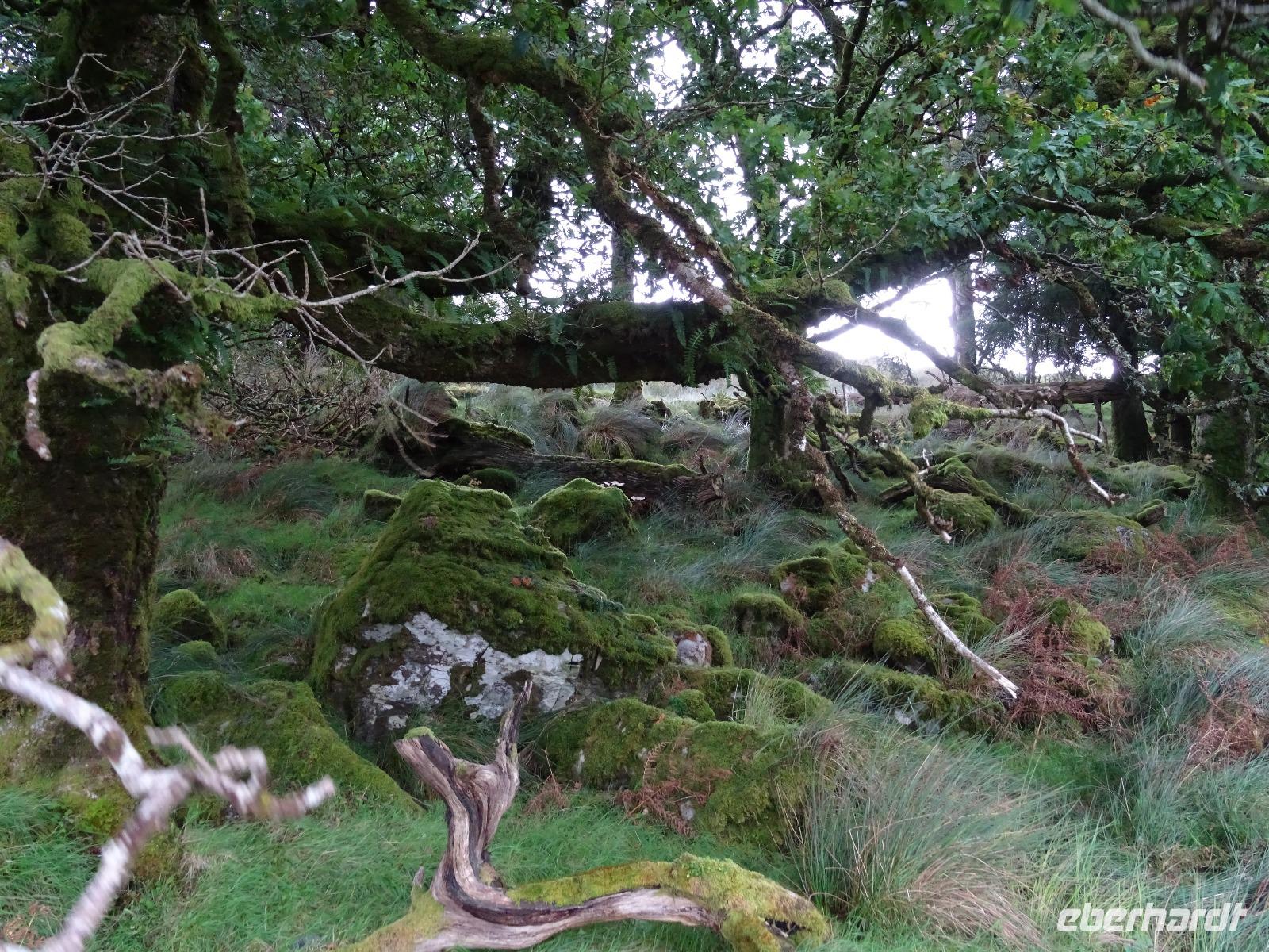 Tag 7 Old Kenmare Road 3 &ndash; &copy; Petra Härtl (Eberhardt TRAVEL)