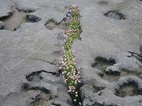 Im Burren &ndash; &copy; Peter Rudolph (Eberhardt TRAVEL)