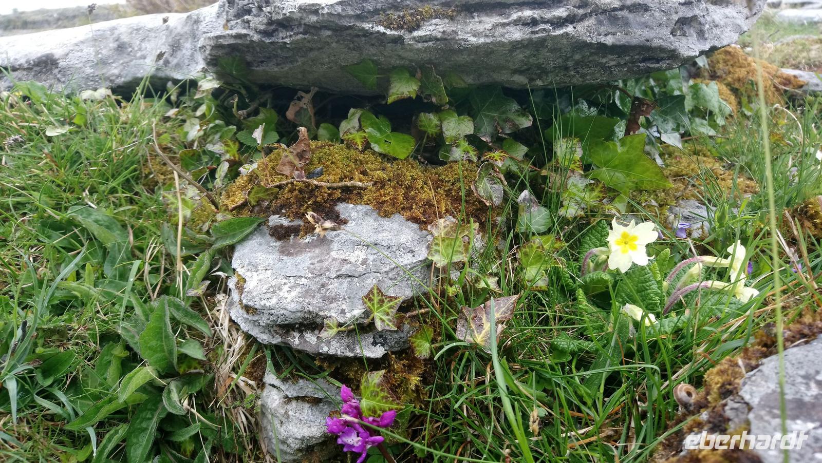 DSC_0076Burren &ndash; &copy; Katrin Kerpa (Eberhardt TRAVEL)