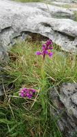 DSC_0078 Burren &ndash; &copy; Katrin Kerpa (Eberhardt TRAVEL)