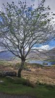 DSC_0217 Ring of Kerry &ndash; &copy; Katrin Kerpa (Eberhardt TRAVEL)