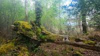 DSC_0190Muckross &ndash; &copy; Katrin Kerpa (Eberhardt TRAVEL)