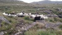 Connemara (8) &ndash; &copy; Katrin Kerpa (Eberhardt TRAVEL)