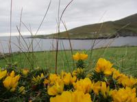 Dursey Island &ndash; &copy; Constanze Hölig (Eberhardt TRAVEL)