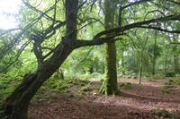 046-Killarney-NP &ndash; &copy; Dirk Schlosser (Eberhardt TRAVEL)