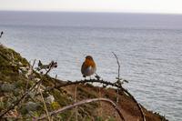 Howth &ndash; &copy; Vivien Fiedler (Eberhardt TRAVEL)