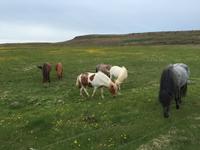 16.06.2016: Raufarhöfn oder das Ende Islands &ndash; &copy; Britt Reuter-Bracklow (Eberhardt TRAVEL)