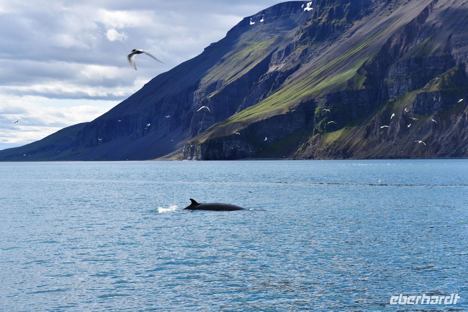 Walbeobachtung in Húsavík &ndash; &copy; Eric Richter (Eberhardt TRAVEL)