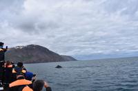 Walbeobachtung in Húsavík &ndash; &copy; Eric Richter (Eberhardt TRAVEL)