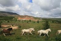 Island-Pferde &ndash; &copy; Isabel Braksiek (Eberhardt TRAVEL)