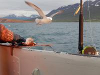 Walbeobachtung Hauganes - Dalvik - Rundreise Reisekombination Island und Grönland  &ndash; &copy; Benjamin Rodriguez Manzanares (Eberhardt TRAVEL)