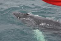 Buckelwal hauganes 1 &ndash; &copy; Hubert Lücker (Eberhardt TRAVEL)
