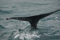 Buckelwal Hauganes 2 &ndash; &copy; Hubert Lücker (Eberhardt TRAVEL)