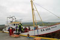 Whale Watching Tour &ndash; &copy; Jacob Spangenberg (Eberhardt TRAVEL)