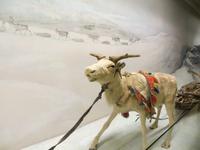 Im Tromsø-Museum &ndash; &copy; Marion Kottlos (Eberhardt TRAVEL)
