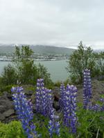 085 Akureyri &ndash; &copy; Jens Petzoldt (Eberhardt TRAVEL)