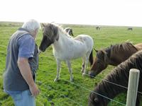 Islandponys &ndash; &copy; Kristin Werner (Eberhardt TRAVEL)