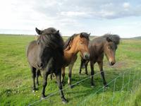 Islandponys &ndash; &copy; Kristin Werner (Eberhardt TRAVEL)