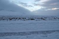 Mitten im Schnee