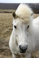 Island-Pferd