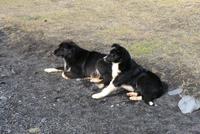 Ialändische Hunde