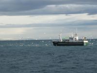 Whale watching &ndash; &copy; Heike Heinen (Eberhardt TRAVEL)