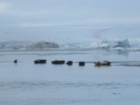 Seehundbank &ndash; &copy; Heike Heinen (Eberhardt TRAVEL)
