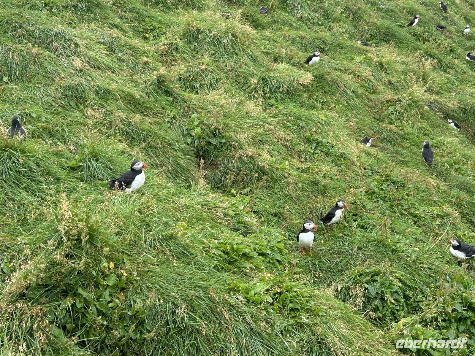 Papageientaucher Westmännerinseln  &ndash; &copy; Mary Dobberkau (Eberhardt TRAVEL)