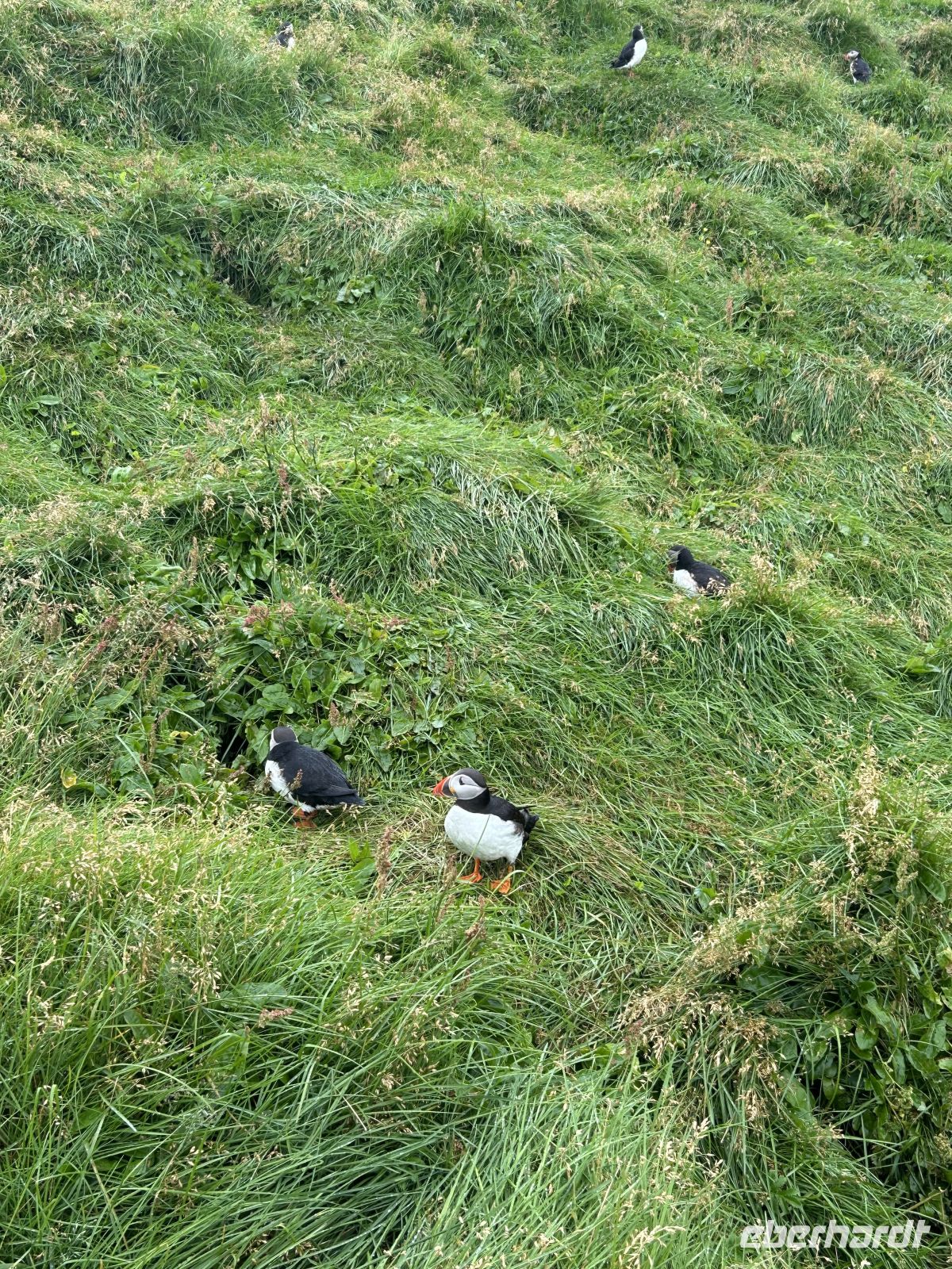 Papageientaucher  &ndash; &copy; Mary Dobberkau (Eberhardt TRAVEL)
