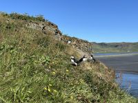 Papageientaucher &ndash; &copy; Mary Dobberkau (Eberhardt TRAVEL)
