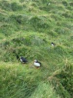 Papageientaucher  &ndash; &copy; Mary Dobberkau (Eberhardt TRAVEL)