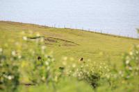 Island - Halbinsel Tjörnes - Islandpferde &ndash; &copy; Franziska Bergmann (Eberhardt TRAVEL)