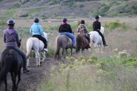 Island - Reiten &ndash; &copy; Franziska Bergmann (Eberhardt TRAVEL)