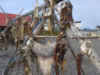 Island, Hvammstangi &ndash; &copy; Ria Heilmann (Eberhardt TRAVEL)