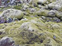 019_Eidhraun Lavafeld &ndash; &copy; Jörg Nesse (Eberhardt TRAVEL)